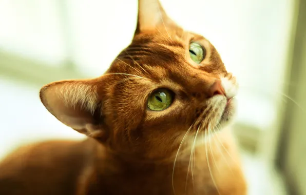 Cat, red, looks, Kote, Kotovich