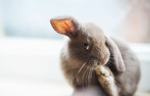 Look, background, rabbit