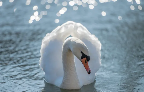 Picture white, water, pose, glare, bird, swans, pond, swimming