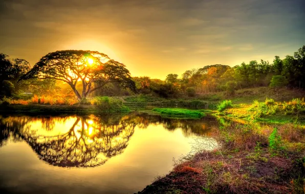 Picture forest, the sky, the sun, sunset, pond, reflection, tree