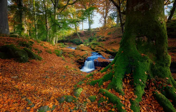 Picture autumn, forest, trees, foliage, waterfall, moss, falling leaves, fallen leaves