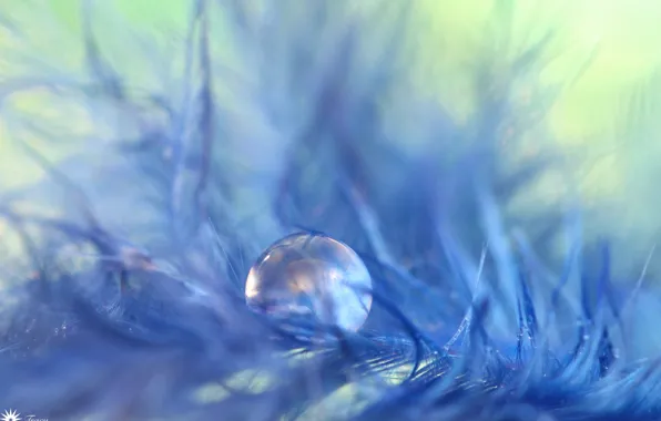 Pen, drop, a feather