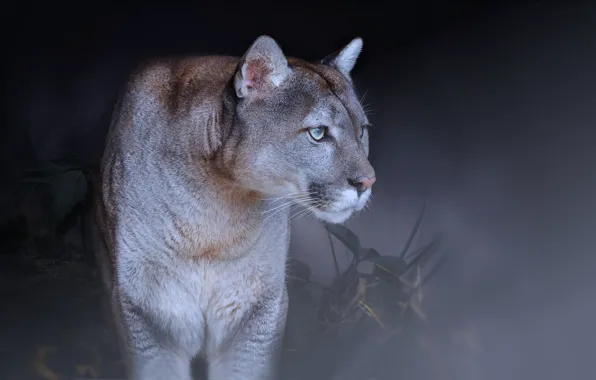Cat, background, Puma