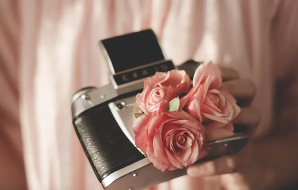 Picture The camera, Roses, Roses, Hi-Tech