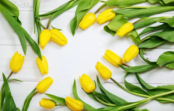Flowers, tulips, yellow tulips