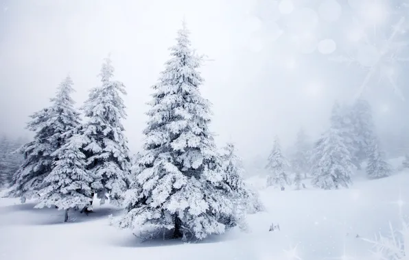 Winter, snow, trees, landscape, snowflakes, nature, background, tree