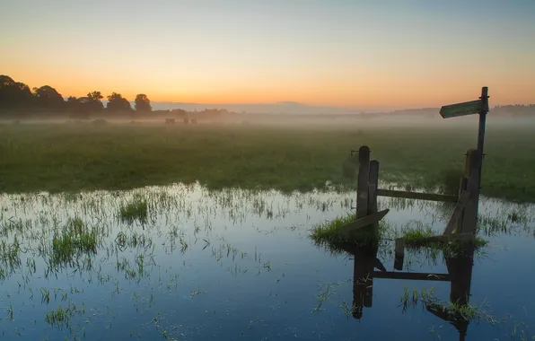 Grass, water, the sun, trees, fog, swamp, morning, index