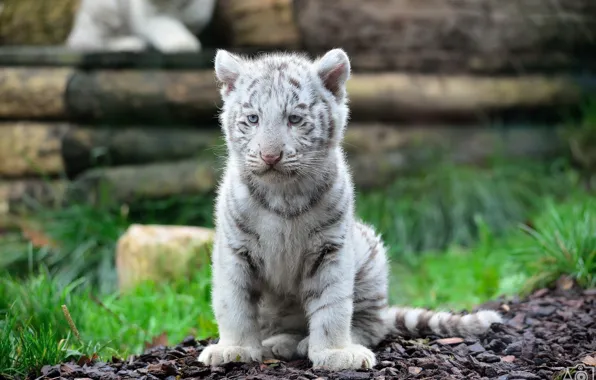 Kitty, predator, muzzle, white tiger, cub, wild cat, tiger
