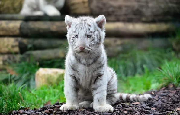 Predator, muzzle, cub, kitty, white tiger, wild cat, tiger