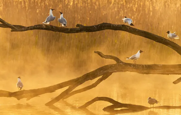 Birds, fog, branch, Seagull