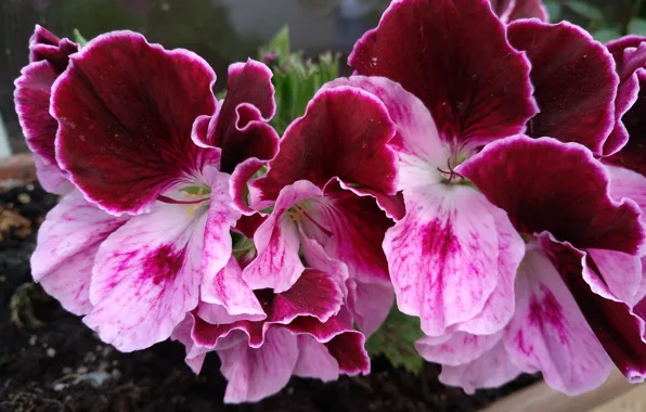 Colors, flowers, pink flowers, flowers, Pink flowers