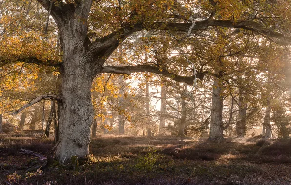 Autumn, tree, oak