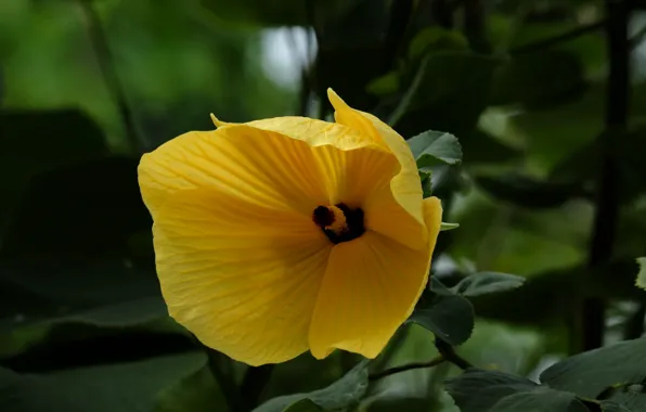 Petals, stamens, bright, flowering, leaves, hibiscus