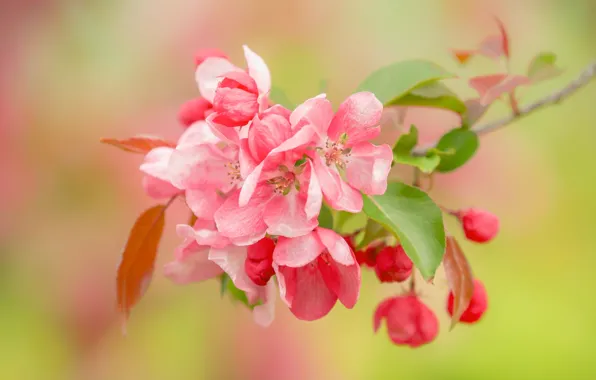 Picture macro, background, branch, spring, Apple, flowering, flowers, buds