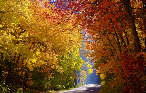 Road, autumn, trees, Utah