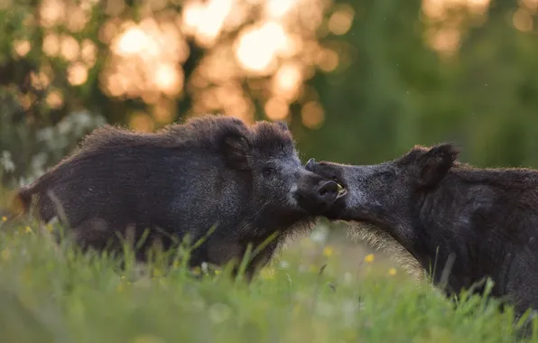 Pose, boars, hog