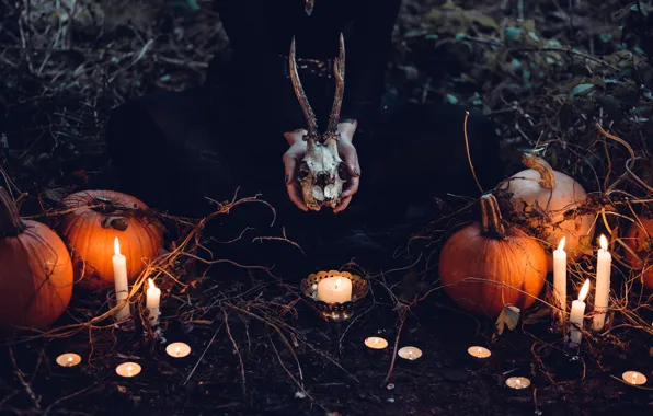 Autumn, light, night, branches, nature, fire, holiday, magic