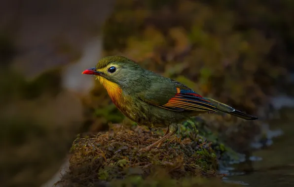 Picture nature, bird, moss, red - billed lyotrix, Saxena Vipul