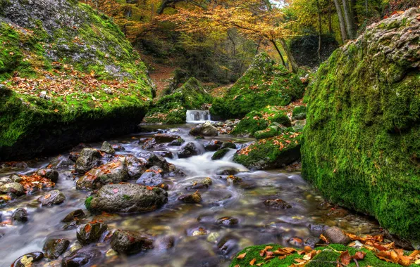 Autumn, forest, leaves, river, stream, stones, boulders