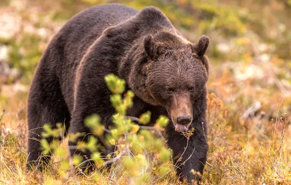 Picture autumn, language, grass, look, face, branches, nature, pose