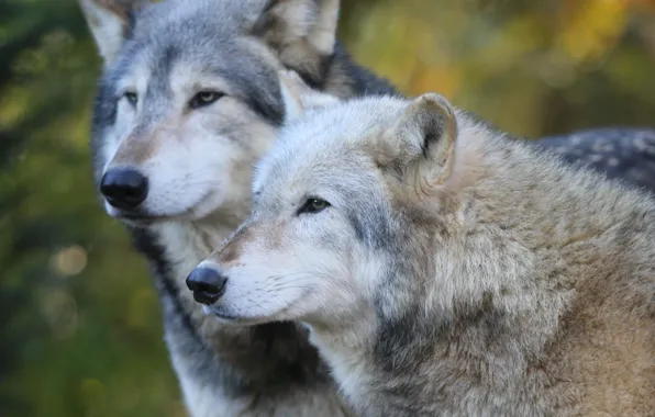 Nature, predator, animal, wolf, wildlife, portrait, portrait., Canis lupus. face