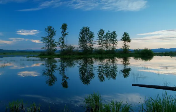 Picture trees, reflection, Lake