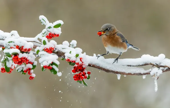 Picture winter, leaves, snow, branches, berries, background, bird, beak