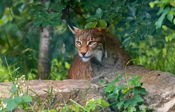 Look, face, leaves, nature, stones, tree, lynx, sitting
