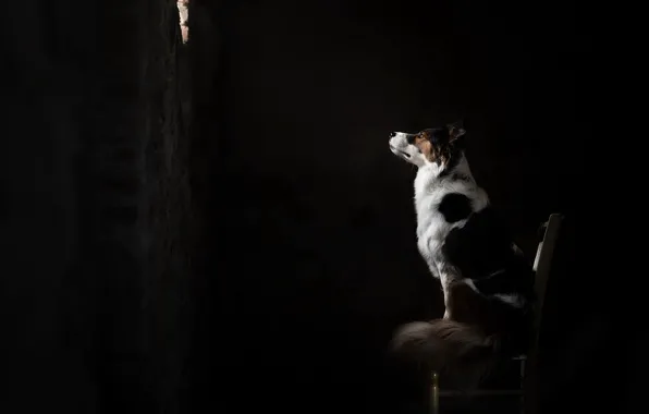 House, each, dog