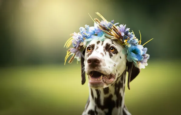 Face, flowers, background, dog, wreath