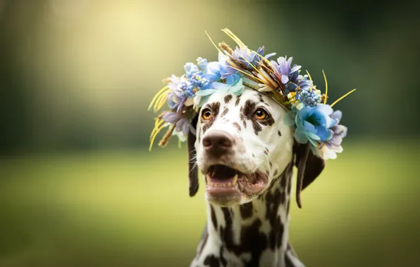 Picture face, flowers, background, dog, wreath