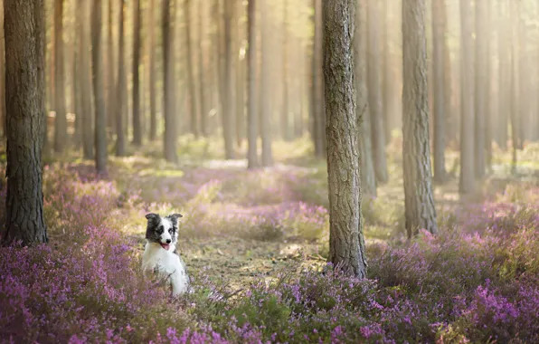 Forest, look, each, dog