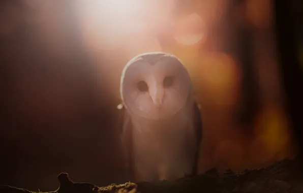 Look, light, fog, owl, bird, blur, haze, log