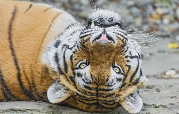 Picture cat, look, face, tiger, Amur, ©Tambako The Jaguar