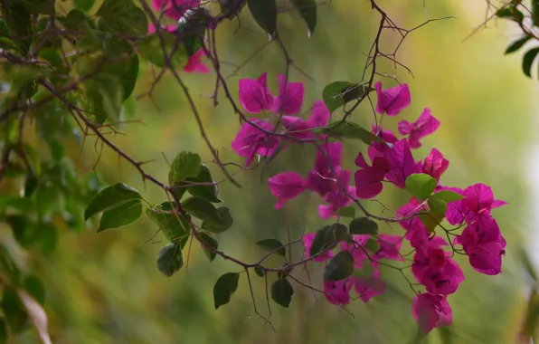 Flowers, branches, lilac, bougainvillea