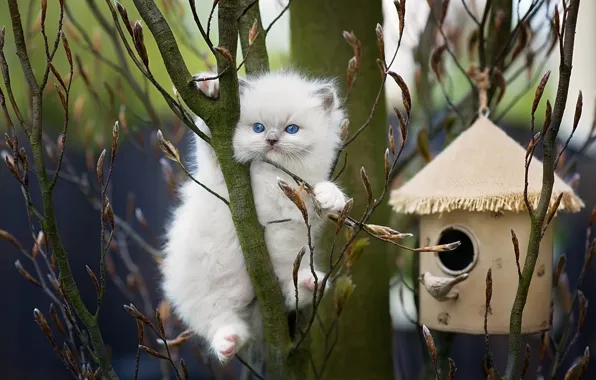 Picture branches, nature, animal, spring, birdhouse, kitty, kidney, ragdoll
