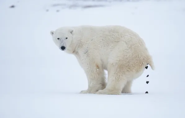 Winter, field, look, snow, nature, bear, the snow, white background