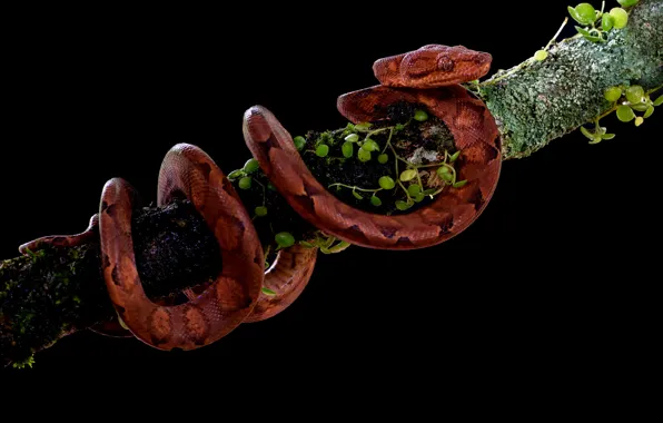 Picture branches, red, snake, black background