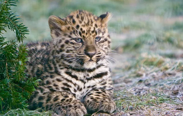 Cat, kitty, spruce, the Amur leopard