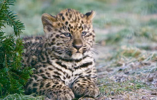 Picture cat, kitty, spruce, the Amur leopard