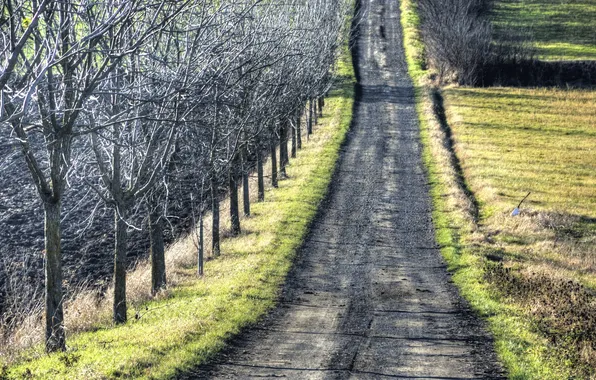 Road, autumn, trees