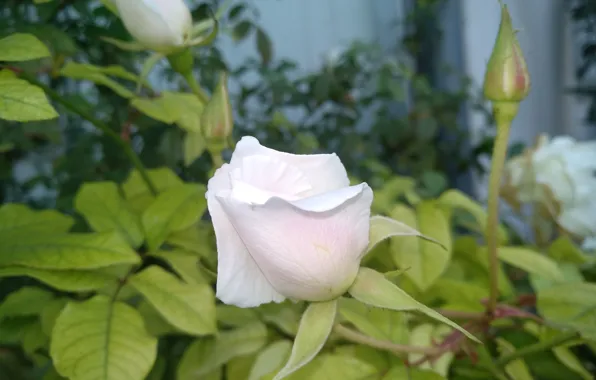 Picture Rose, Buds, Rose, White rose, White rose