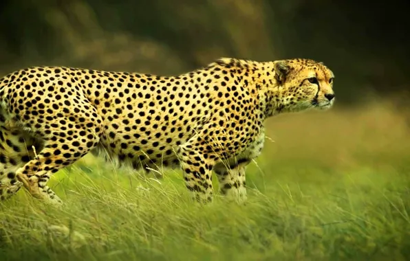 Picture cat, africa, animal, wildlife, cheetah