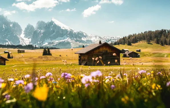 Field, forest, summer, the sky, clouds, snow, flowers, mountains