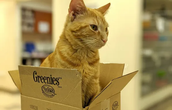 Cat, cat, box, brand, Kota, red horse