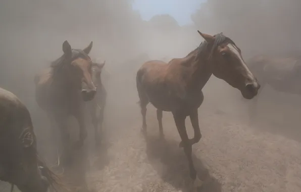 Forest, trees, nature, fog, horses, horse, walk, muzzle