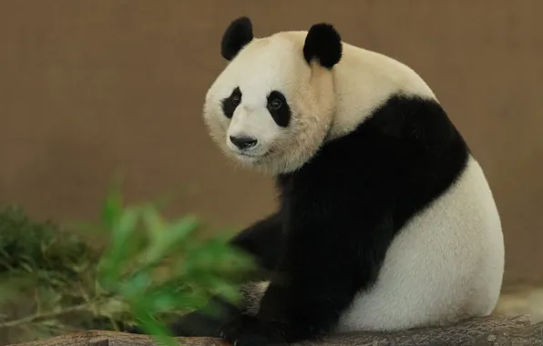 Look, face, leaves, pose, wall, portrait, bear, Panda