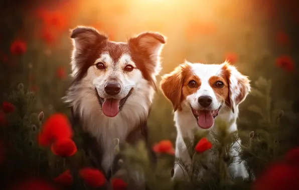 Animals, dogs, flowers, nature, Maki, a couple