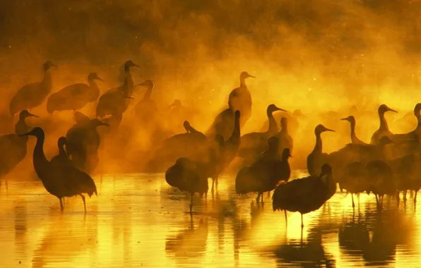 Picture water, sunset, birds, fog, the evening