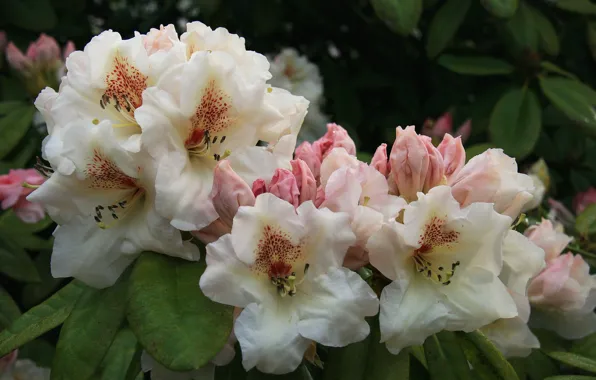 Macro, rhododendron, Azalea